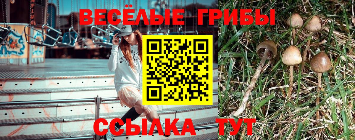 Королёв  Псилоцибиновые грибы MAGIC MUSHROOMS  Галлюциногенные грибы Psilocybine cubensis  Вход с VPN 